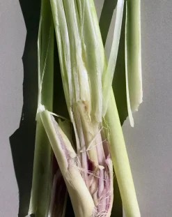 Bergamot and Patchouli Body Cream 199 - 200ml