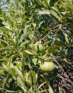 Lemongrass Body Cream 291 - 200ml