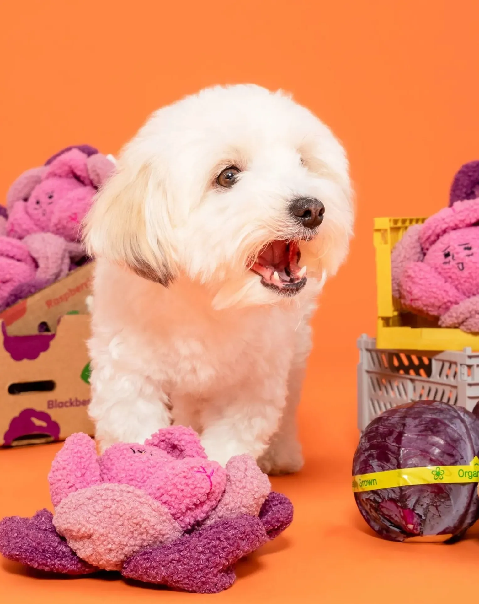 Red Cabbage digging toy